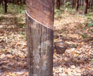 ゴムの樹から樹液を取るところ